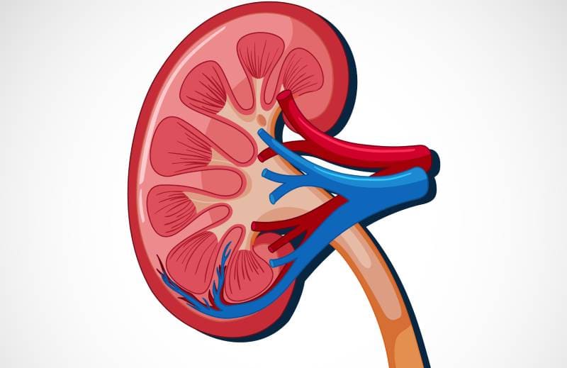 Tratamiento a Cáncer de Riñon ofrecido por él Dr. Juan Carlos Camacho Carvajal - Especialista en Urología